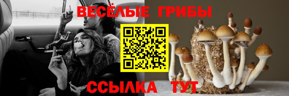 Галлюциногенные грибы Psilocybe  закладки  Мичуринск  Вход с VPN 